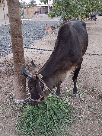 vechvani che
