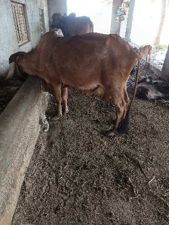 ગાય વેચવાની છે