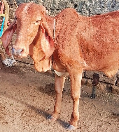 વેચવાની છે