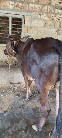 ગાઈ દેવાની છે
