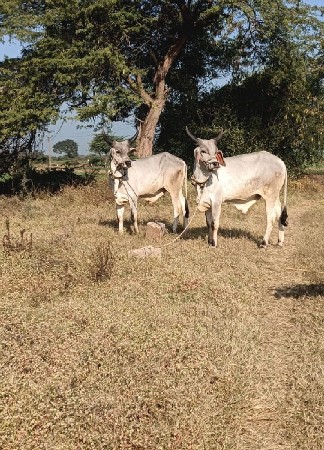 ગોઢલા વેચવાના છે