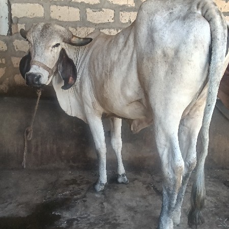 ગાય