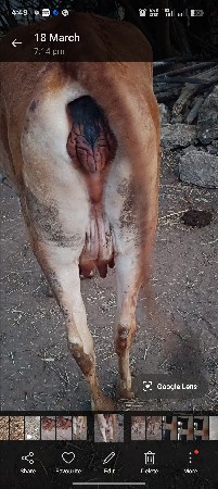 હોળકી વેચવાની છે