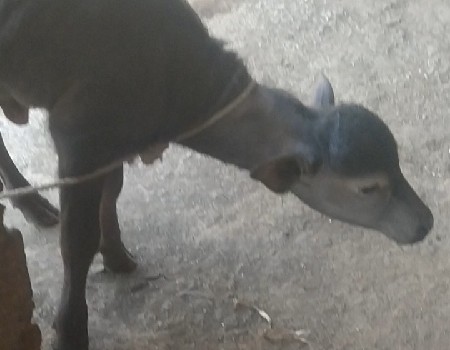 ભેંસ વેસવાની સે