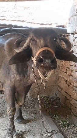 ચાર દાતે