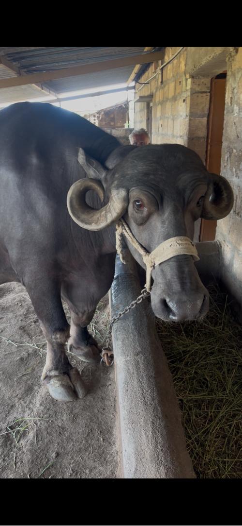 ભેસ