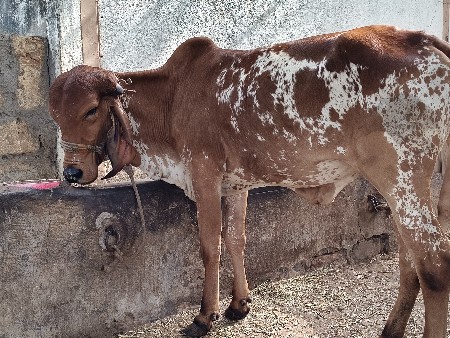 3 gir hodki veshvani se