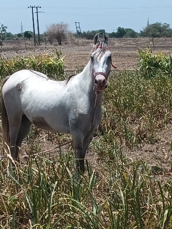 આ વસેરી વેસવાની સે સાટા કરવાના