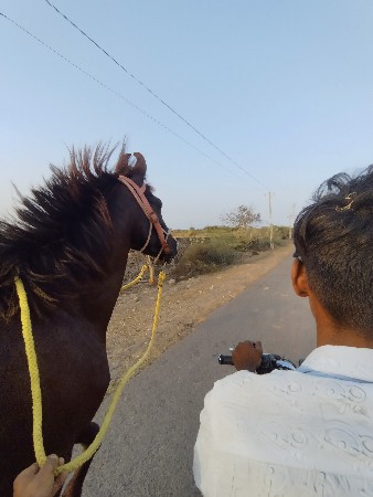 vachero vechvanu che  61 haid 6
