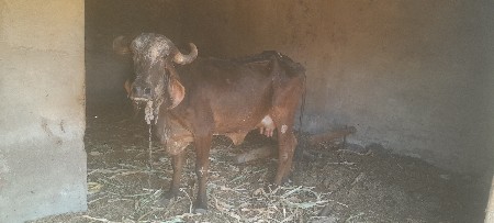કાળી ગાય વેચવાની છે