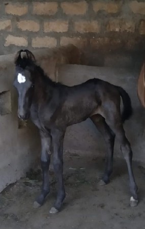 વછેરો 1 મહિના 10 દિવસ નો