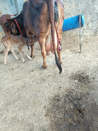 ગીર ગાય વેચવાની છે
