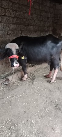 ભેશવેશવાવનિછેબિજુવેતરછેવિયાનિ