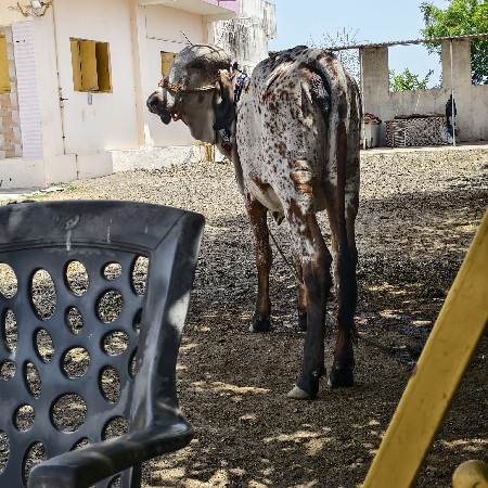 ગાય