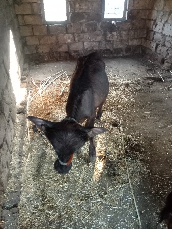પાડી વેચવાની છે
