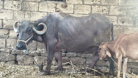 ભેસ