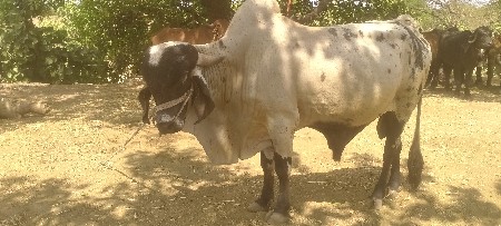 ખુટ વેચવાનો છે.