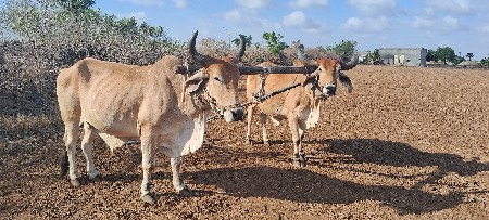 બડદ