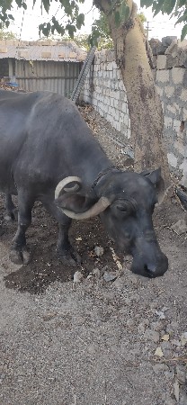 ભેસવેચવાનીછે