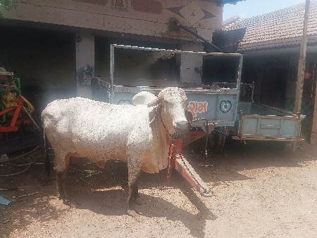 લીલડી ગીર ગાય