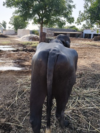 પાઙો વેચવા નો છે