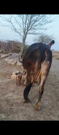 કાંકરેજ ગાય