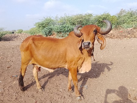 ગાય વેચવા ની છે