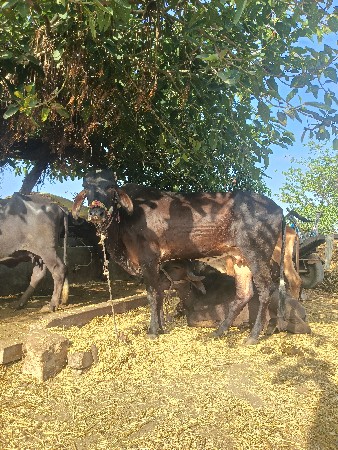 વેસવાની