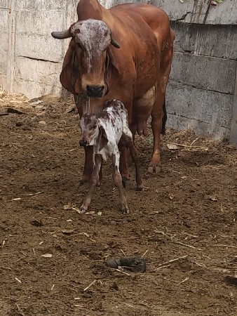 ગીર ગાય વેચવાની છે.