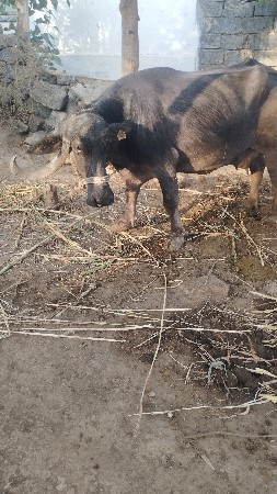 જીગો આયર
