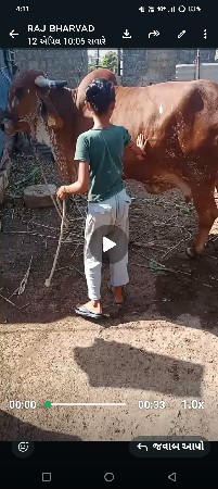ગિર ગાય વેશવાનીછે