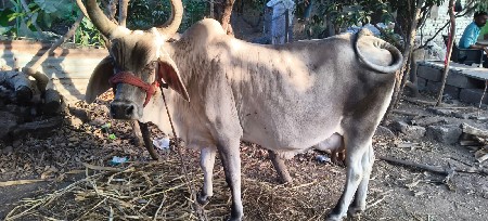 મોટા આંબલા