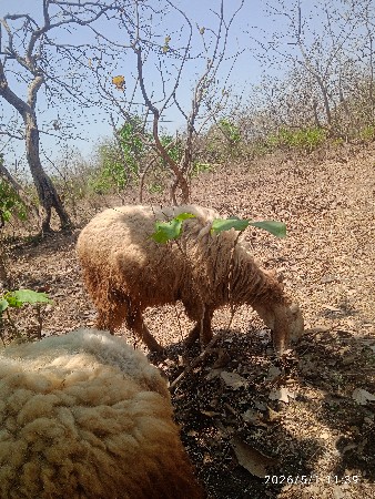 દોઢ વર્ષના ઘેટા બે