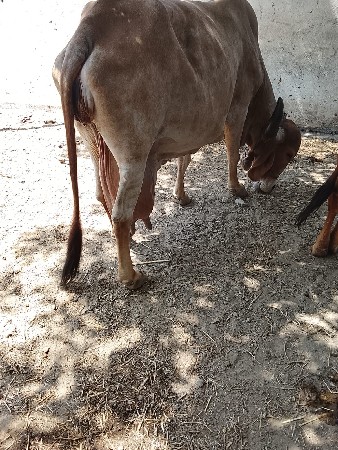 ગાય વેચવાની છે