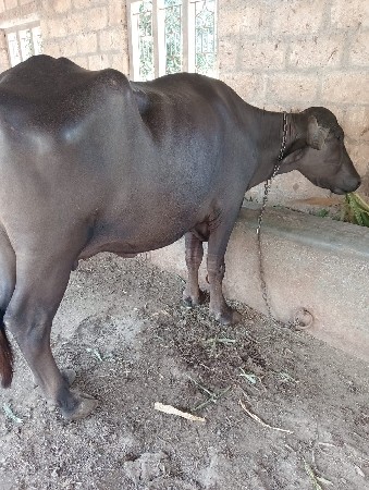 પહેલું વેતર