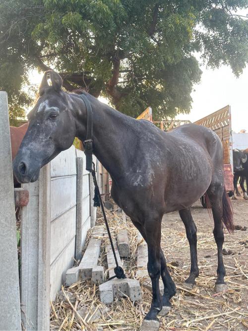 સાટા પન કરવા ના છે