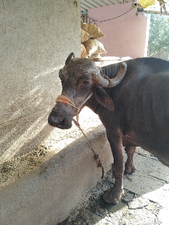 ભેંસ વેચવાની છે