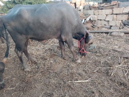 ખડેલી વેચવાની છે
