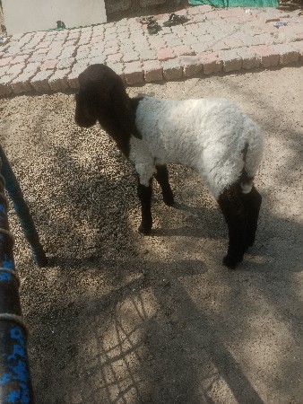 માણાવદર