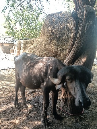 જાફરાબાદી પાડી વેચવાની છે