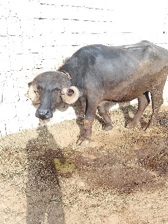 ભેંસ વેસવાનીસે