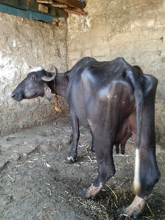વેસ્વા ની સે