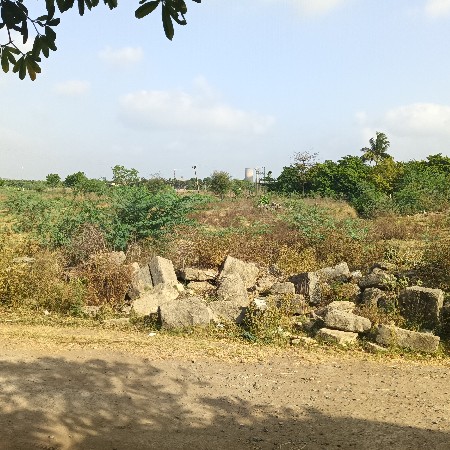12.5 વિધા જમીન
