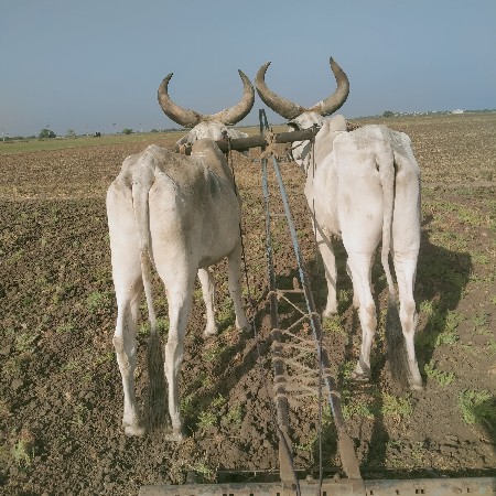 બડધ વેસવાના છે