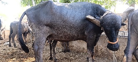 ભેંસ તીજૂ વેતર