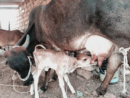 ગાય વેચવાની છે 3 દિવસની વીયાણેલી