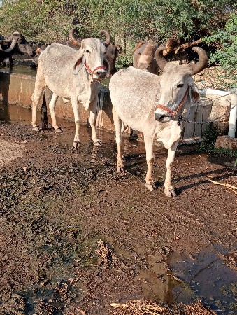 બળદ વેચવાના છે