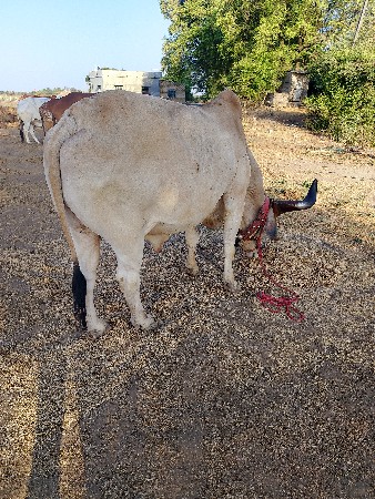 બરદ વેચવાનો છે