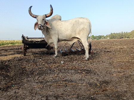બળદ વેચવા નો છે