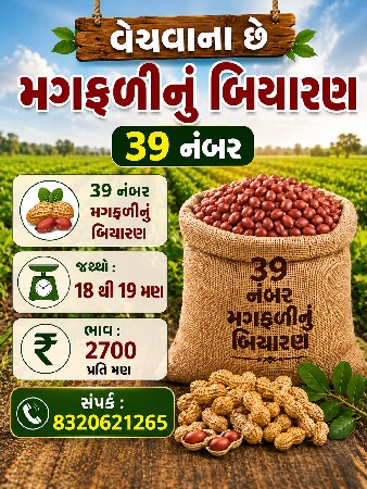 🌱 વેચવાનું છે —મગફળીનું બિયારણ 🌱